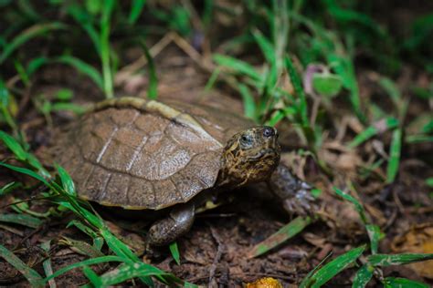 山龜|巨型山龜 Giant Asian Pond turtle